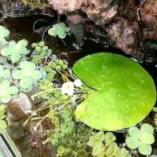 遂昌县碗莲
