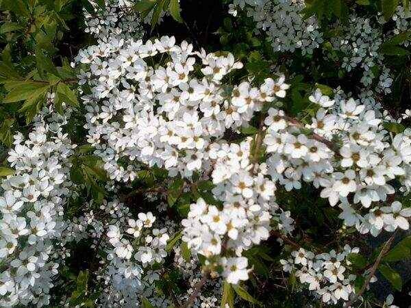 临沭县珍珠绣线菊