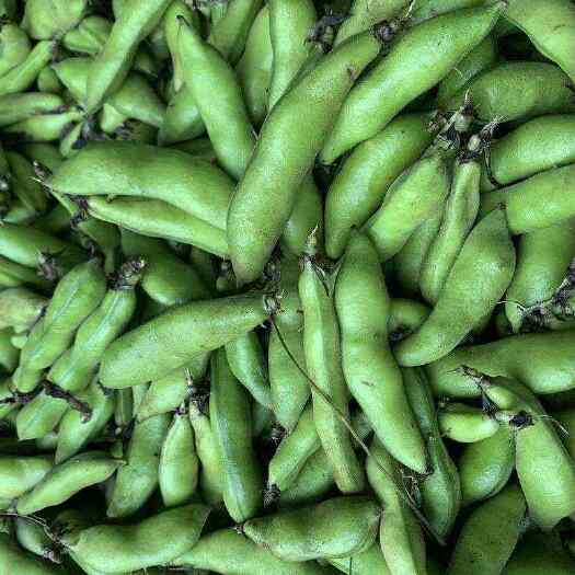 重庆市新鲜蚕豆带壳批发重庆本新鲜蚕豆