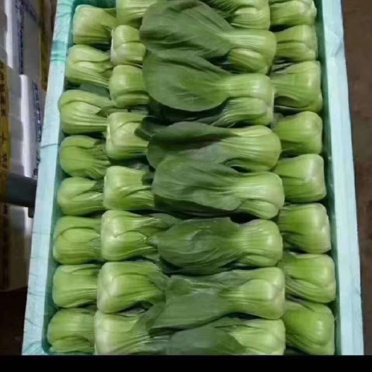 陆良县青油麦