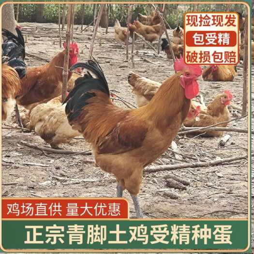 郯城县土鸡种蛋可孵化受精种蛋