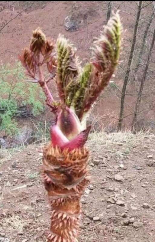 长沙荆棘