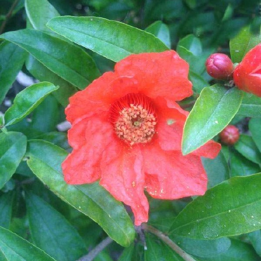 长沙花石榴树