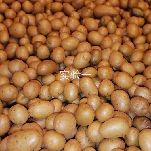 张北县土豆种