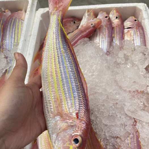 东山县海捕新鲜冷冻、、红三鱼海鱼社区团购餐厅供应