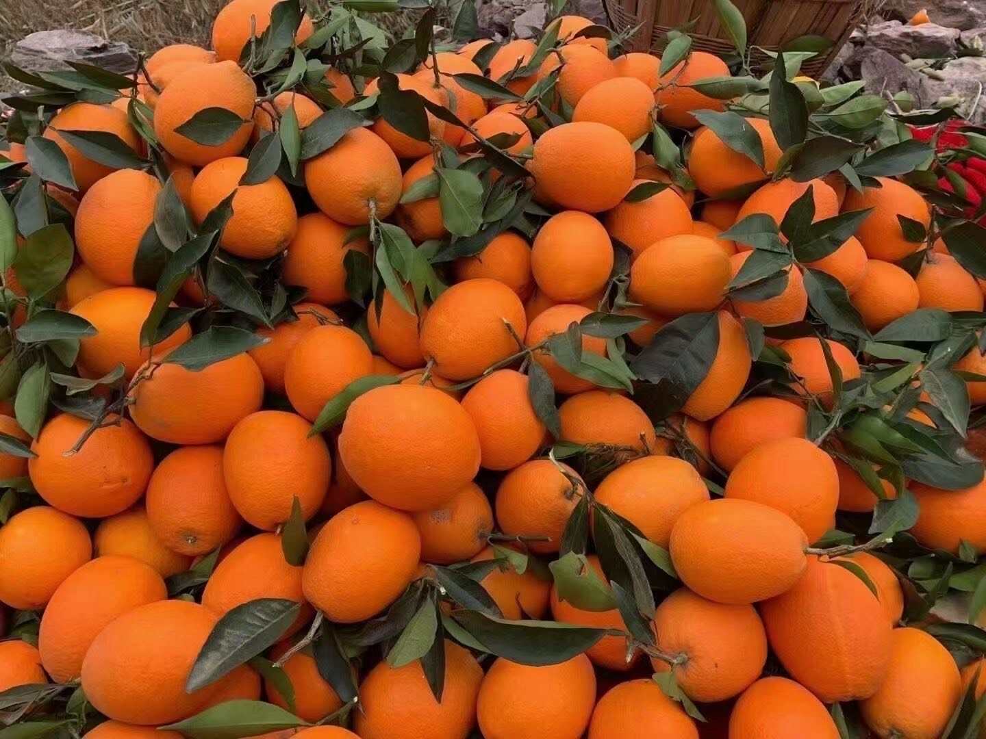 奉节县脐橙 产地批发 新鲜采摘货源充足