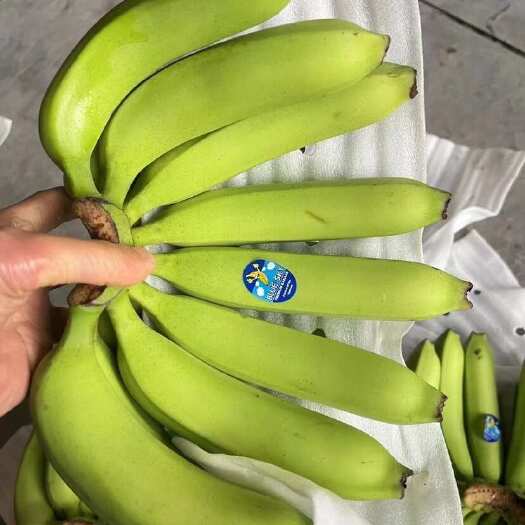 上海常年供应菲律宾香蕉、保质保量、可发全国