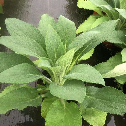 杭州毛地黄耧斗菜