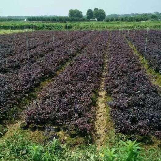长沙红花继木