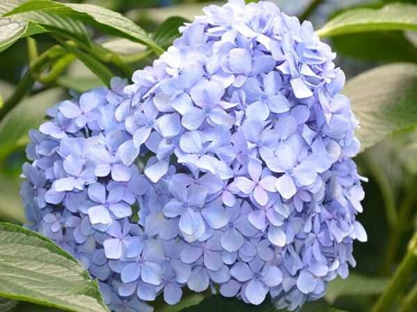 临沭县紫丁阳花