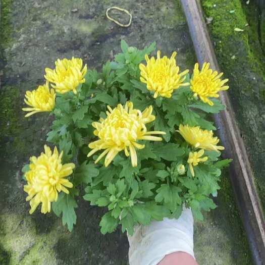 青州市基地直供黄色菊花