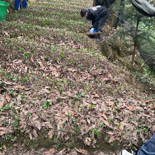 平湖市重楼苗