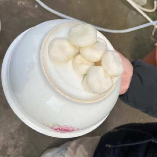 贺州水果马蹄，荸荠，削皮马蹄