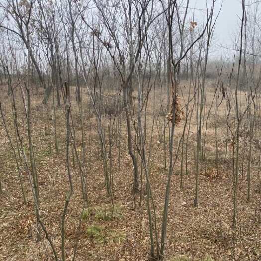 宜城市大量木材 白杨树 楠数 刺槐
