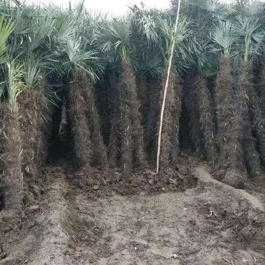 长沙棕树