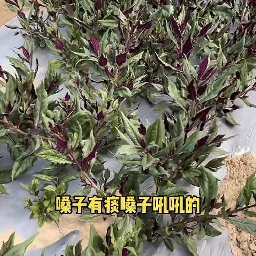 广州紫贝天葵/血皮菜
