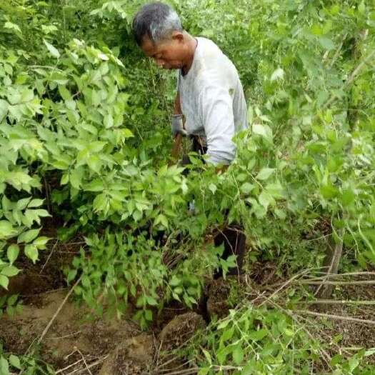 长沙金银木