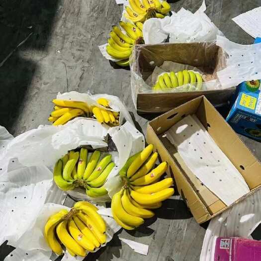 上海精品二级蕉，全国发货，保质保量