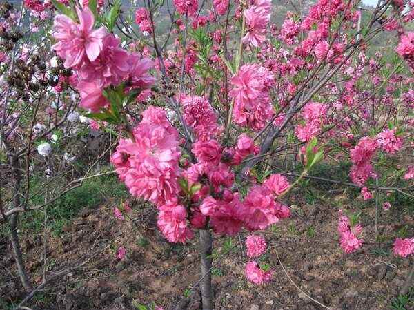 长沙菊花碧桃