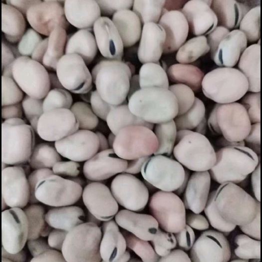 蚕豆