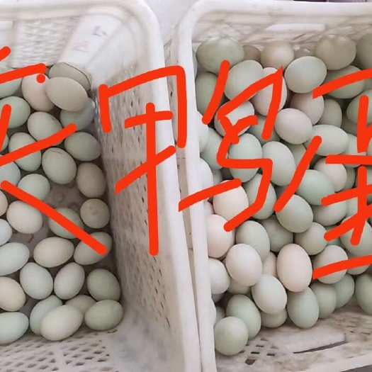临海市茭白田散养鸭蛋