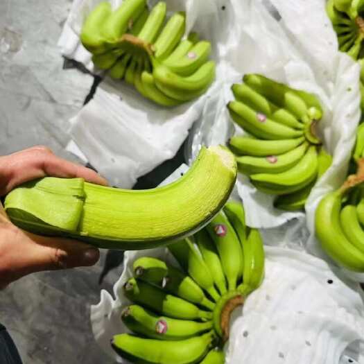 上海精品二级青蕉，质量保证您满意，可发全国