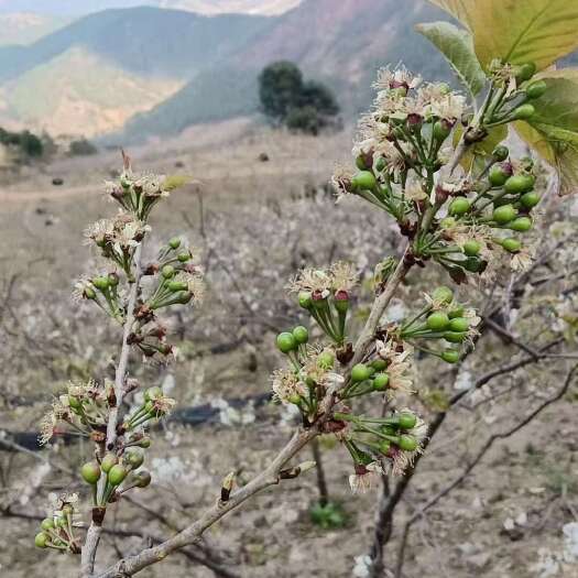 米易县小樱桃