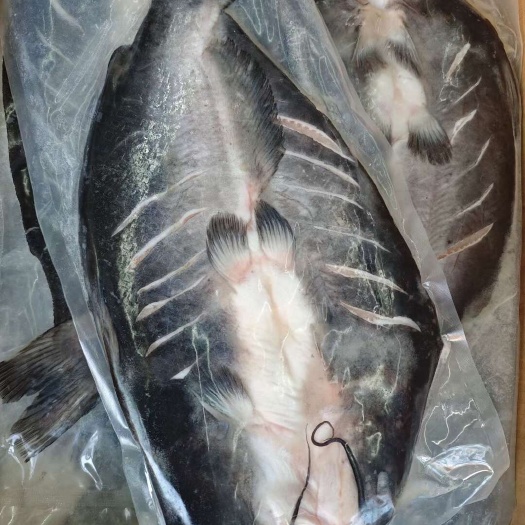佛山开背鮰鱼 腌制翻骨 供应烤鱼店 口感好 品质保证
