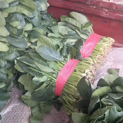 聊城精品大叶菠菜，产地一手货源，质量有保证，各规格齐全