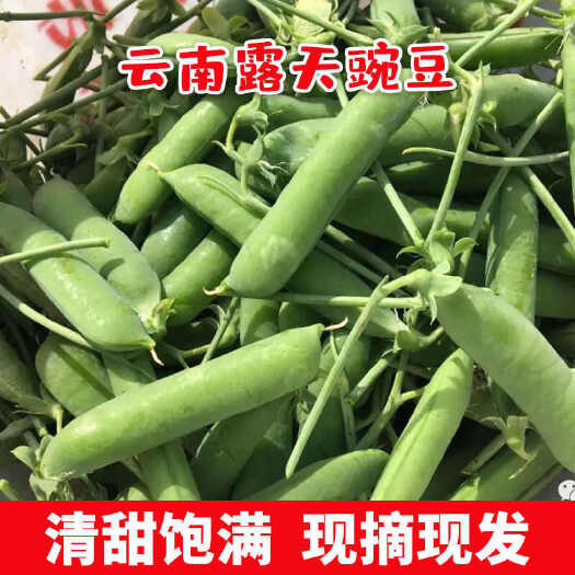 昆明【现摘现发】云南豌豆荚新鲜包邮甜豌豆蔬菜