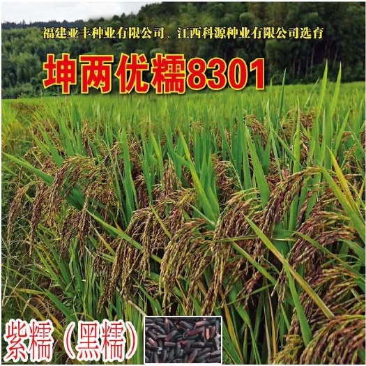 常德紫黑糯谷种子 长粒紫糯谷种 坤两优8301 优质杂交糯稻