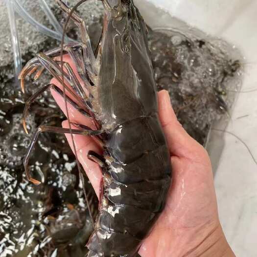 东山黑虎虾鲜活超大特大号鲜活冷冻酒店供应