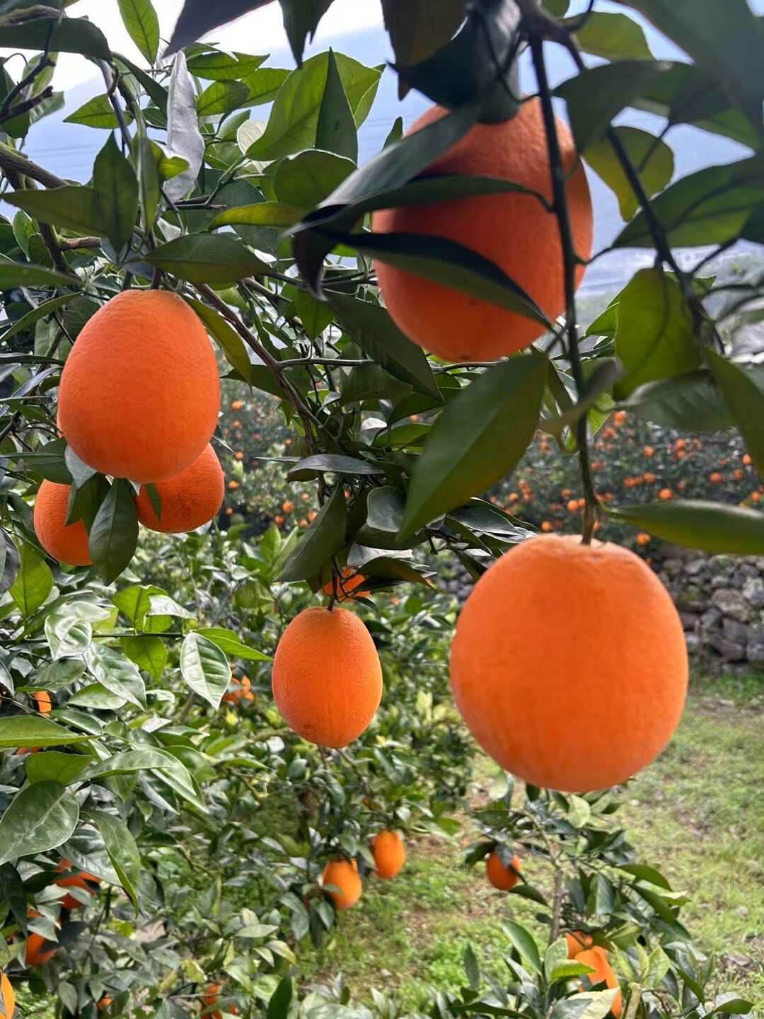奉节脐橙精选商品果