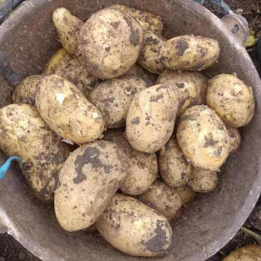 玉田县沃土五原种，薯型好，产量高，品质稳定，产地直销
