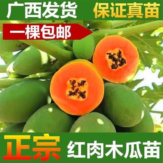灵山县水果木瓜苗大青木瓜苗红心红肉木瓜广西苗圃基地批发带营养杯发货