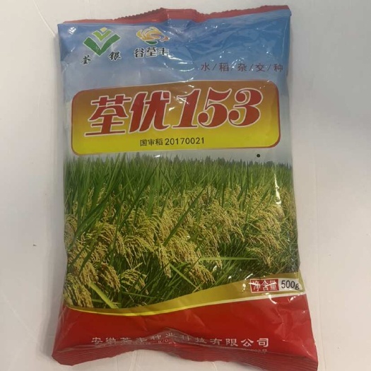 华容县国审稻荃优153杂交一季中稻水稻种子米质优良抗性强适应广