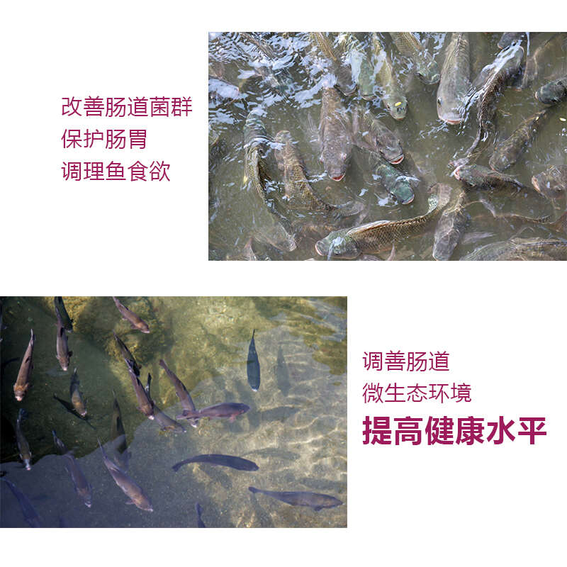 湖南混养鱼配合饲料长肉快体型好耐运输80斤