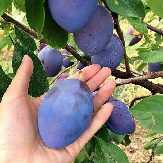 嫁接西梅李子果树苗当年结果好养易活耐寒耐冻南北方盆栽地栽种植