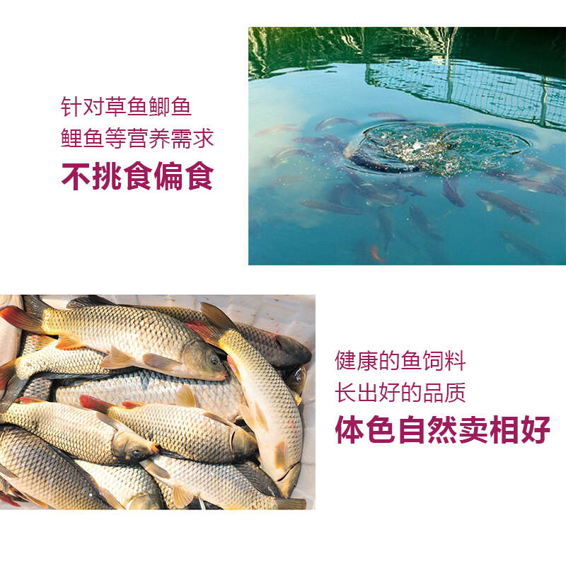 湖南混养鱼配合饲料长肉快体型好耐运输80斤
