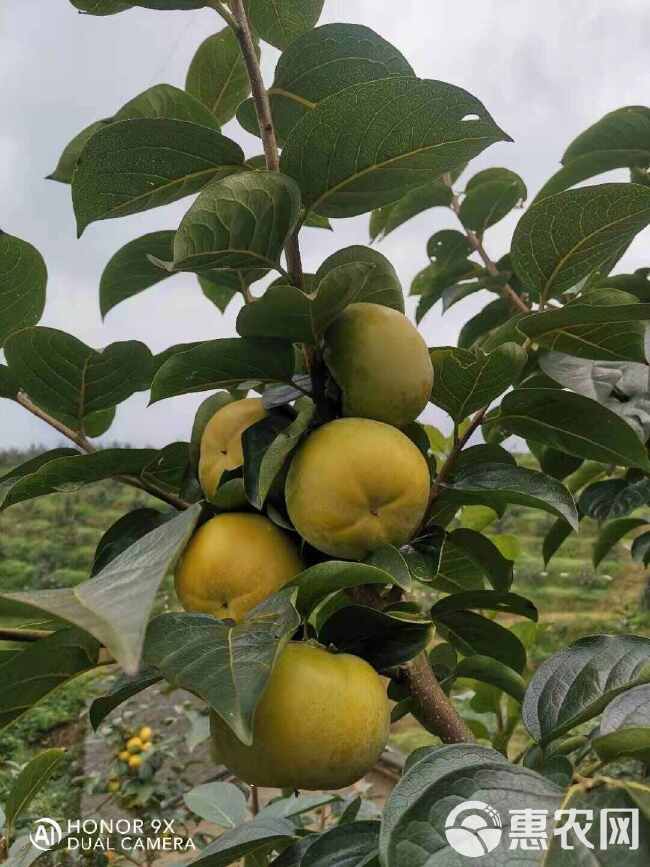 太秋甜柿苗，大秋甜柿，采下可食脆柿，无涩味纯甜脆柿