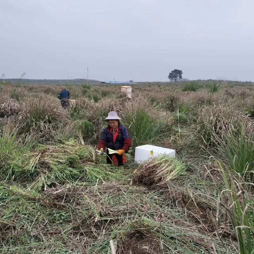 南宁产地直销：香茅、香茅草