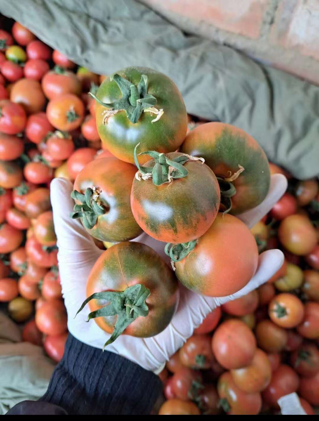 草莓西红柿，草莓番茄，铁柿子，绿腚番茄糖度8个以上，自然成熟