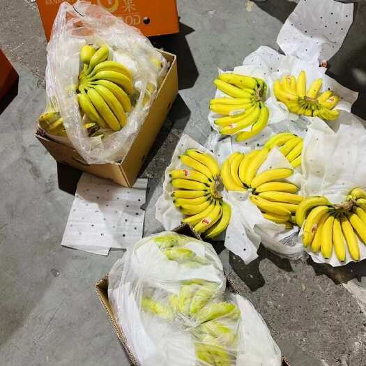 上海精品二级蕉，保质保量，全国可发