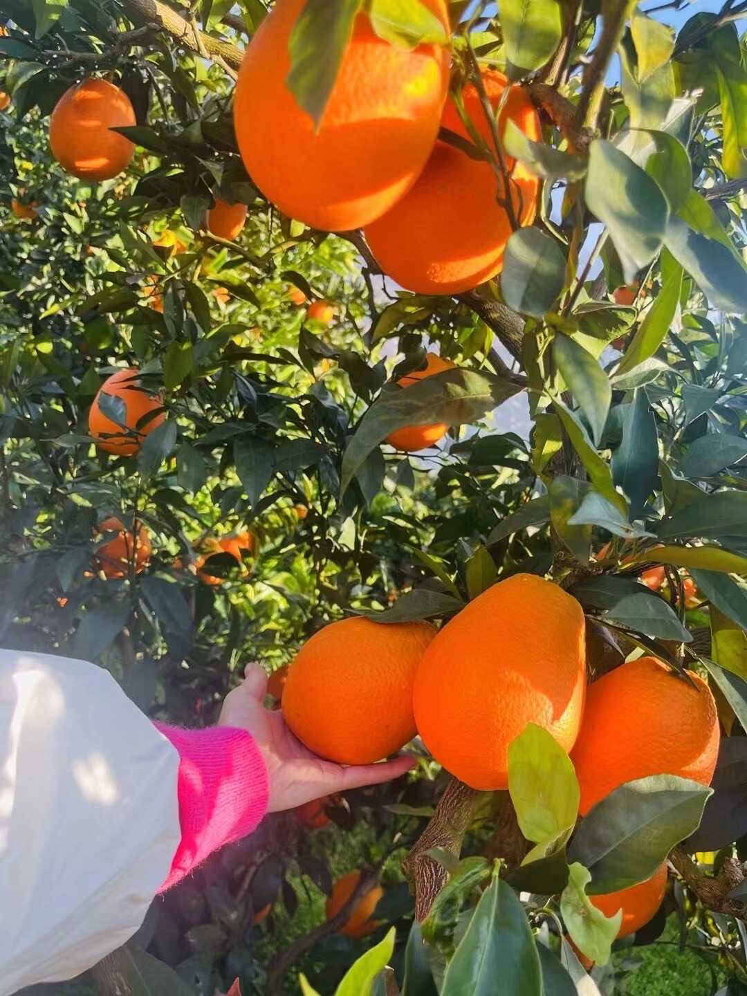 奉节脐橙精选商品果