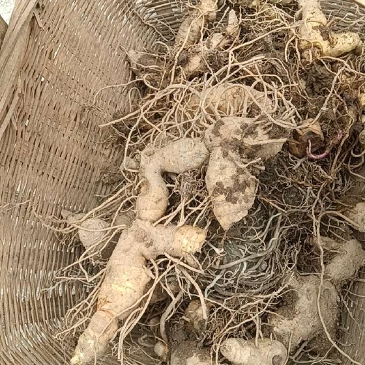 贵阳鸡头黄精