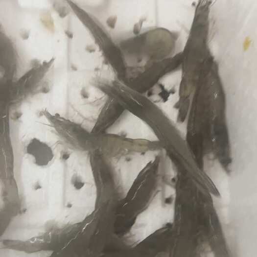 寿光市南美白对虾