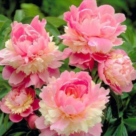 陵川县芍药