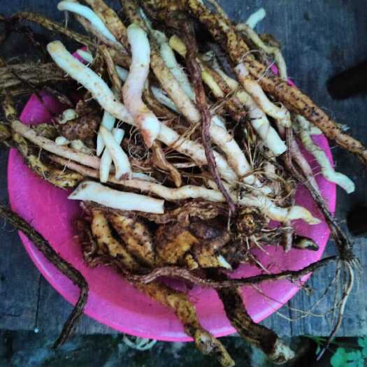 黎平县野山药，贵州品种，非种植，少量提供，挖掘比较困难，需要直接下