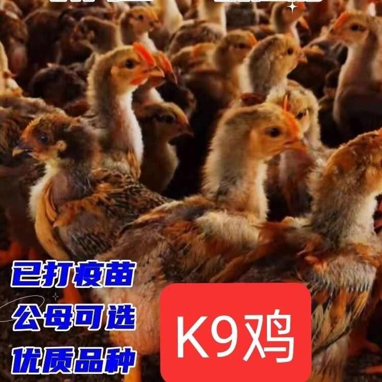 脱温K九鸡苗3至5两左右的