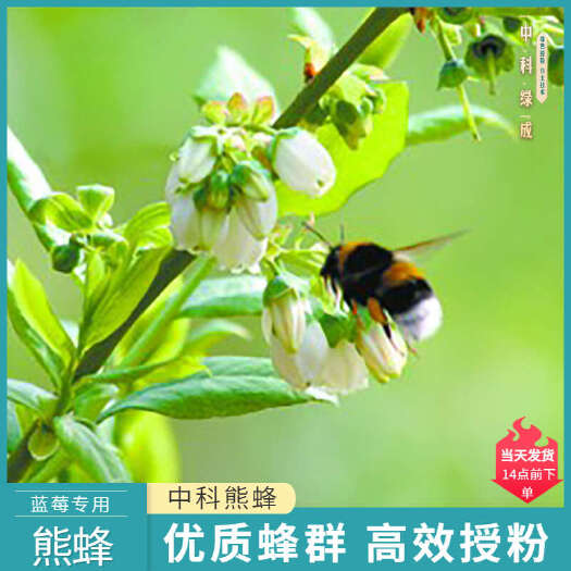 广饶县【中科熊蜂】蓝莓授粉熊蜂大群卵多中科绿成优质大棚授粉熊蜂包邮